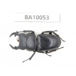Dorcus sp. China, Guizhou, Bijie, Jinsha county.1M. BA10053.