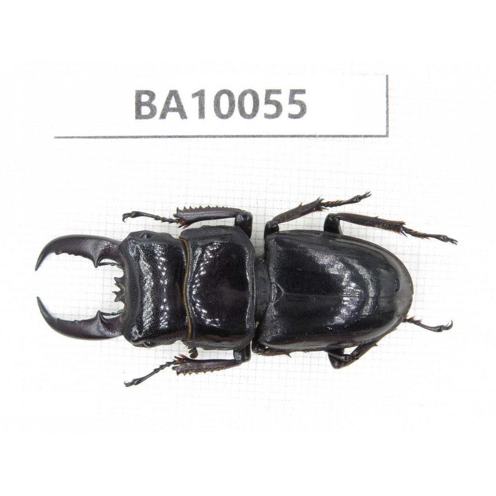 Dorcus sp. China, Guizhou, Bijie, Jinsha county.1M. BA10055.