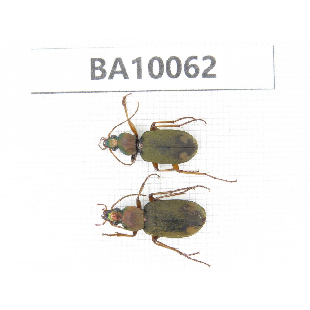 Carabidae sp. China, Guizhou, Bijie, Jinsha county. 2Pcs. BA10062.