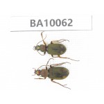 Carabidae sp. China, Guizhou, Bijie, Jinsha county. 2Pcs. BA10062.