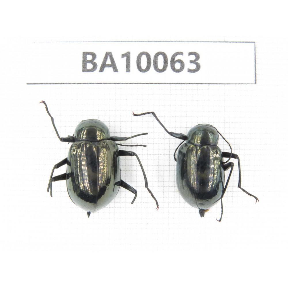 Carabidae sp. China, Guizhou, Bijie, Jinsha county. 2Pcs. BA10063.