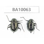 Carabidae sp. China, Guizhou, Bijie, Jinsha county. 2Pcs. BA10063.