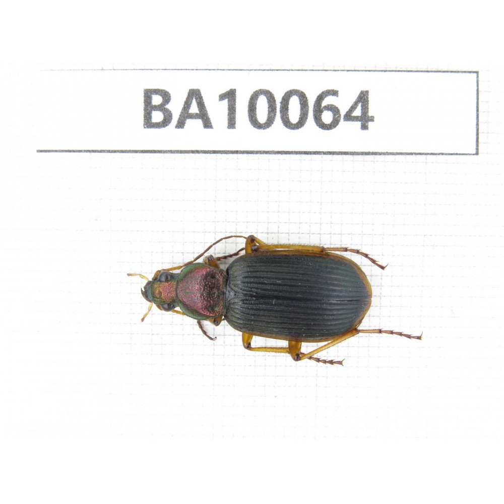 Carabidae sp. China, Guizhou, Bijie, Jinsha county. 1Pcs. BA10064.