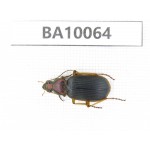Carabidae sp. China, Guizhou, Bijie, Jinsha county. 1Pcs. BA10064.