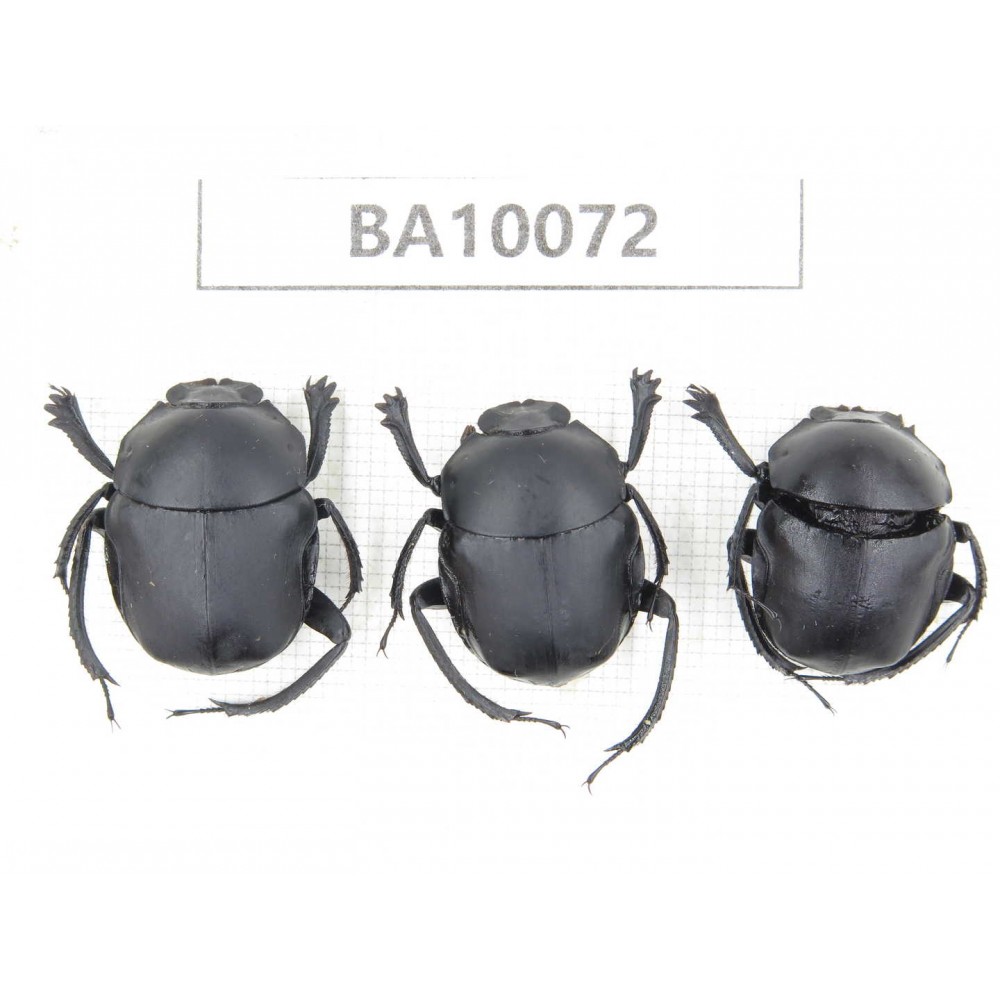 Geotrupidae sp. China, Guizhou, Bijie, Jinsha county. 3Pcs. BA10072.