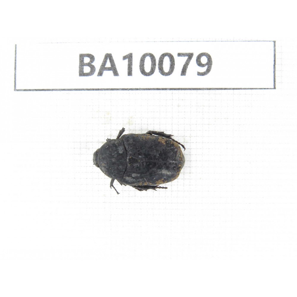 Cetoniidae sp. China,  Guizhou, Bijie, Jinsha county. 1Pcs. BA10079.