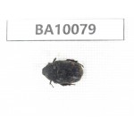 Cetoniidae sp. China,  Guizhou, Bijie, Jinsha county. 1Pcs. BA10079.