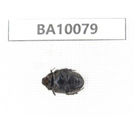 Cetoniidae sp. China,  Guizhou, Bijie, Jinsha county. 1Pcs. BA10079.