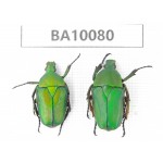 Cetoniidae sp. China,  Guizhou, Bijie, Jinsha county. 2Pcs. BA10080.