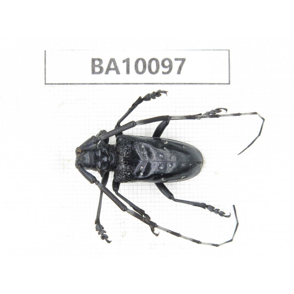 Cerambycidae sp. China, Guizhou, Bijie, Jinsha county. 1Pcs. BA10097.