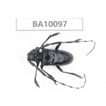 Cerambycidae sp. China, Guizhou, Bijie, Jinsha county. 1Pcs. BA10097.