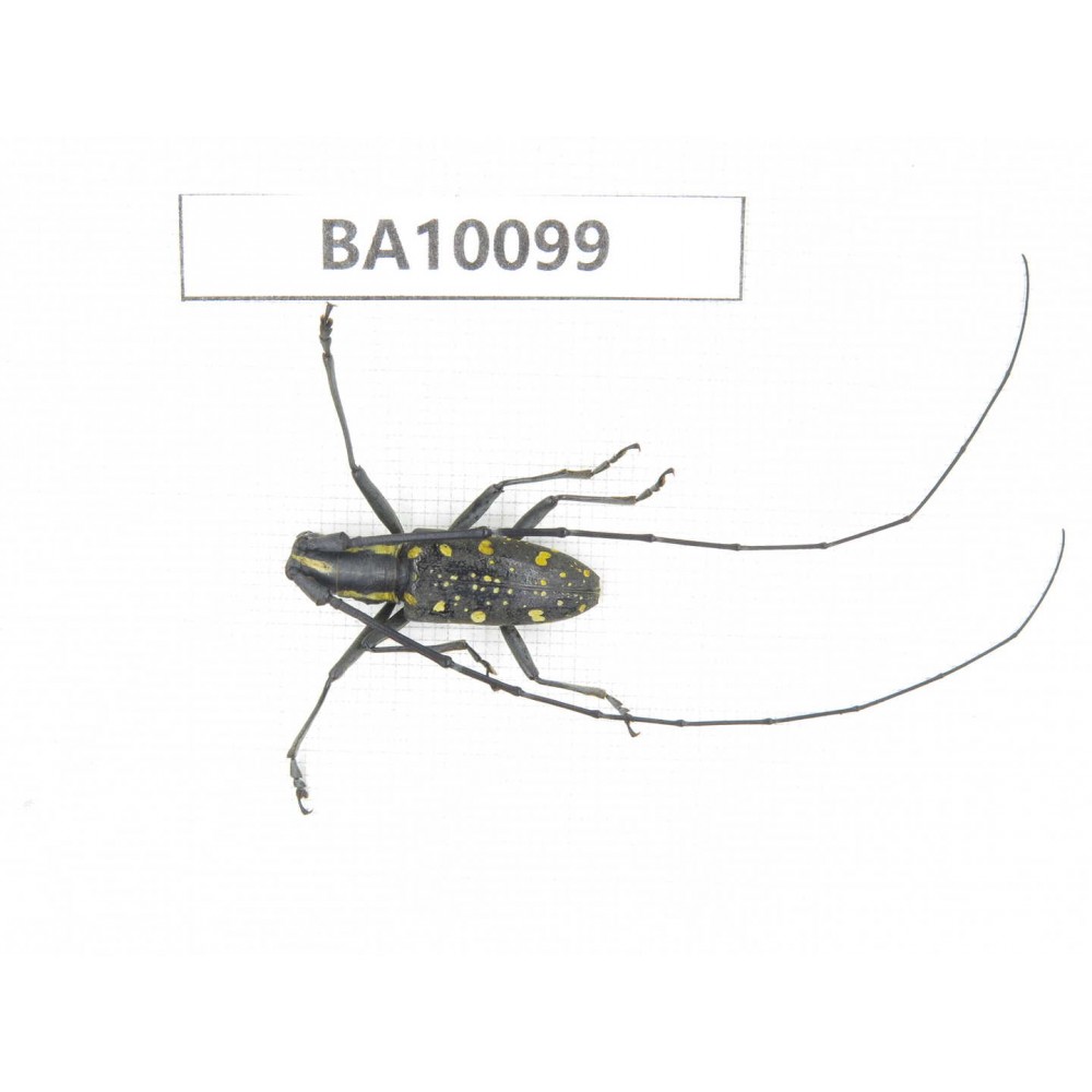 Cerambycidae sp. China, Guizhou, Bijie, Jinsha county. 1Pcs. BA10099.
