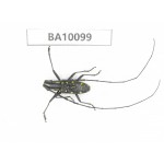 Cerambycidae sp. China, Guizhou, Bijie, Jinsha county. 1Pcs. BA10099.