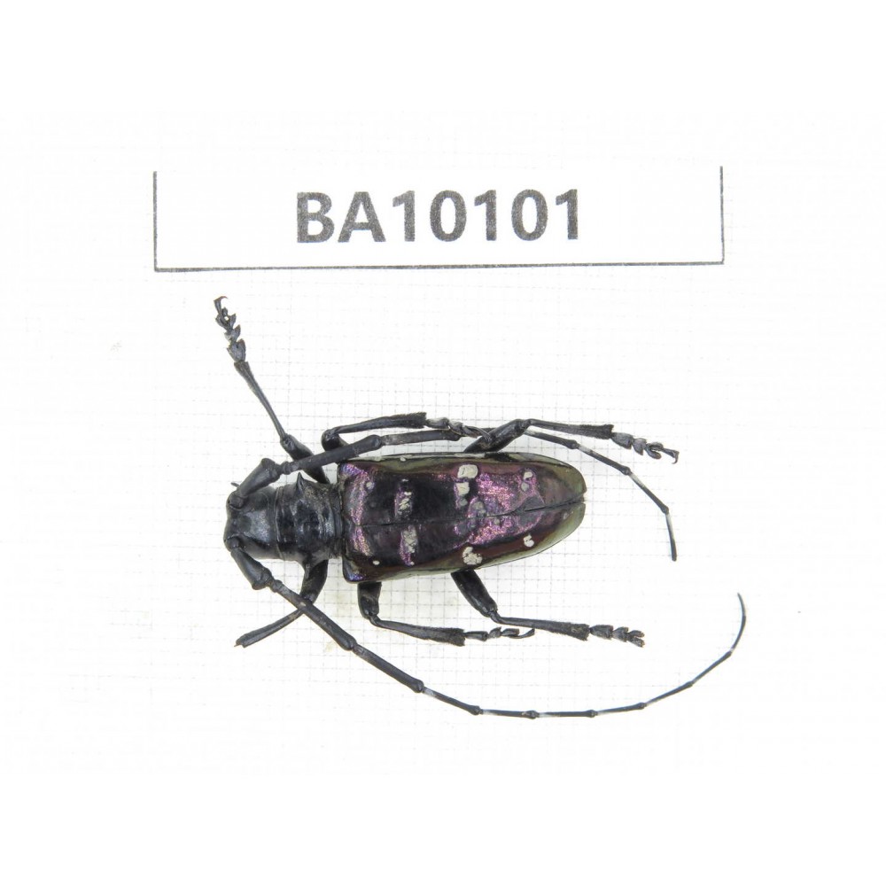 Cerambycidae sp. China, Guizhou, Bijie, Jinsha county. 1Pcs. BA10101.