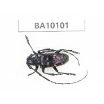 Cerambycidae sp. China, Guizhou, Bijie, Jinsha county. 1Pcs. BA10101.