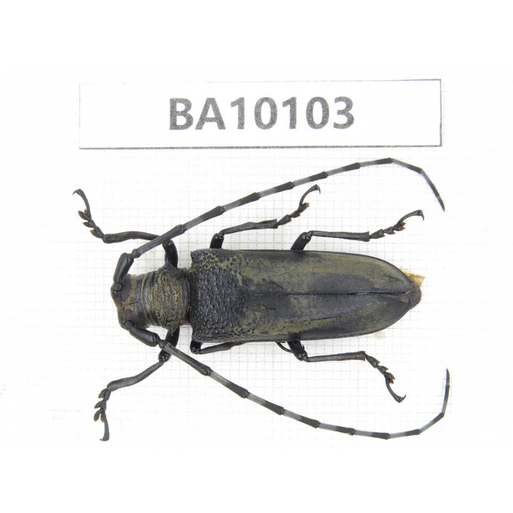Cerambycidae sp. China, Guizhou, Bijie, Jinsha county. 1Pcs. BA10103.