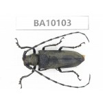 Cerambycidae sp. China, Guizhou, Bijie, Jinsha county. 1Pcs. BA10103.