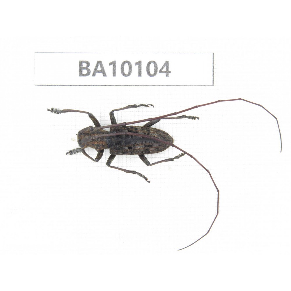 Cerambycidae sp. China, Guizhou, Bijie, Jinsha county. 1Pcs. BA10104.