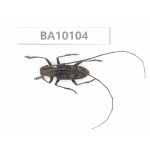 Cerambycidae sp. China, Guizhou, Bijie, Jinsha county. 1Pcs. BA10104.