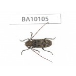 Cerambycidae sp. China, Guizhou, Bijie, Jinsha county. 1Pcs. BA10105.