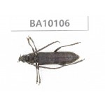 Cerambycidae sp. China, Guizhou, Bijie, Jinsha county. 1Pcs. BA10106.