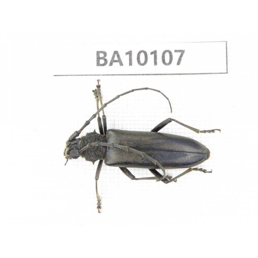 Cerambycidae sp. China, Guizhou, Bijie, Jinsha county. 1Pcs. BA10107.