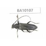 Cerambycidae sp. China, Guizhou, Bijie, Jinsha county. 1Pcs. BA10107.