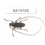 Cerambycidae sp. China, Guizhou, Bijie, Jinsha county. 1Pcs. BA10108.