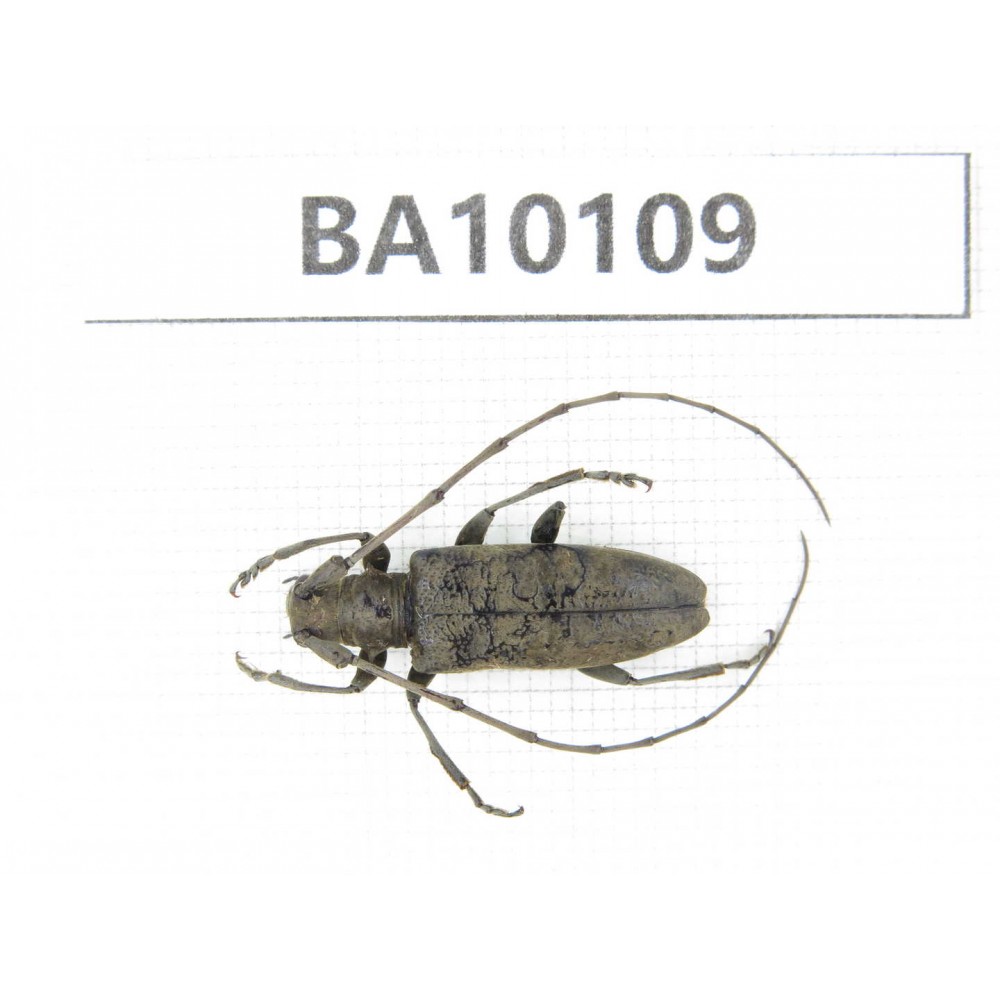 Cerambycidae sp. China, Guizhou, Bijie, Jinsha county. 1Pcs. BA10109.