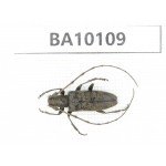 Cerambycidae sp. China, Guizhou, Bijie, Jinsha county. 1Pcs. BA10109.