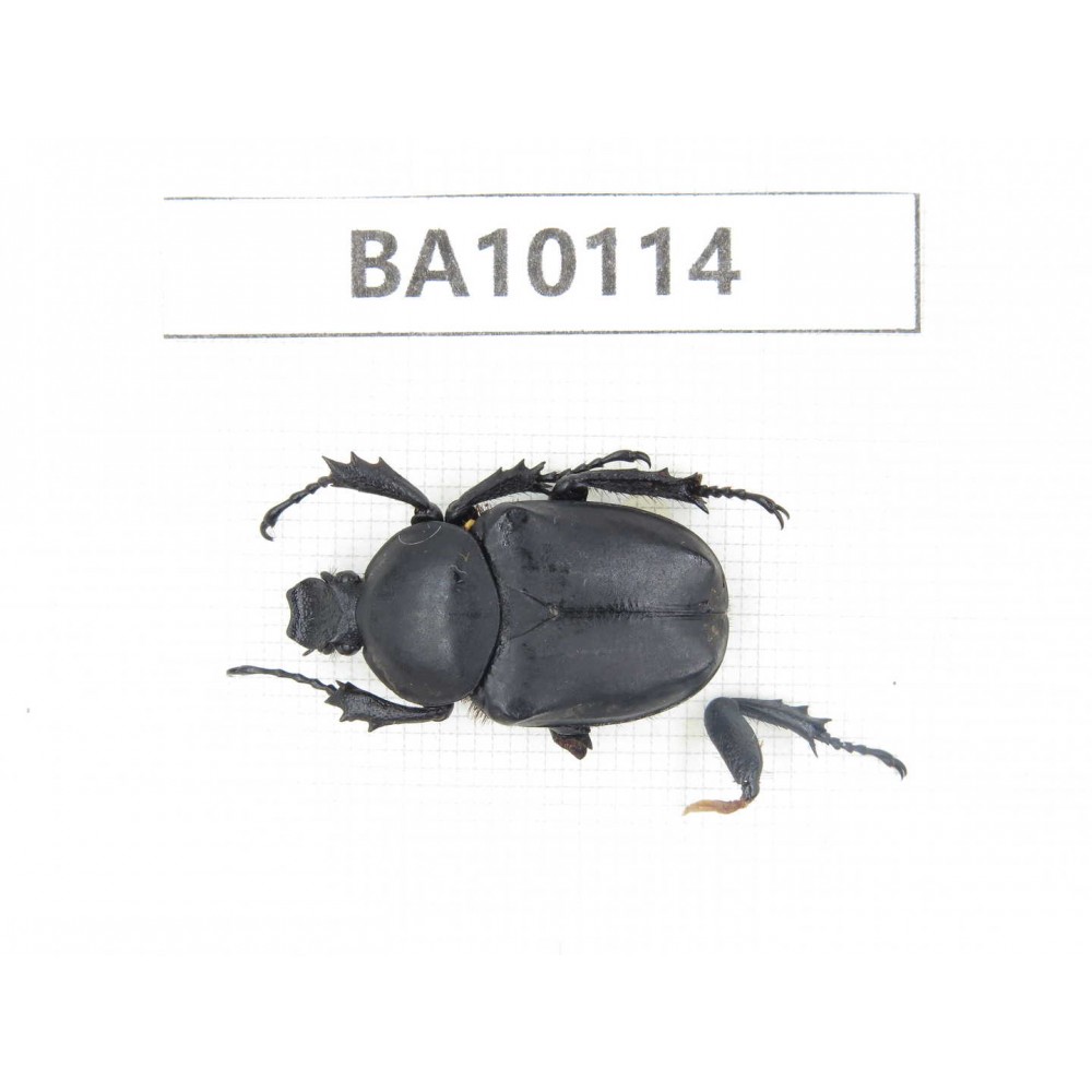 Cetoniidae sp. China,  Guizhou, Tongren, Mt.Fanjingshan.1Pcs. BA10114.