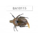 Cetoniidae sp. China,  Guizhou, Tongren, Mt.Fanjingshan.1Pcs. BA10115.