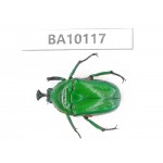 Cetoniidae sp. China,  Guizhou, Tongren, Mt.Fanjingshan.1Pcs. BA10117.