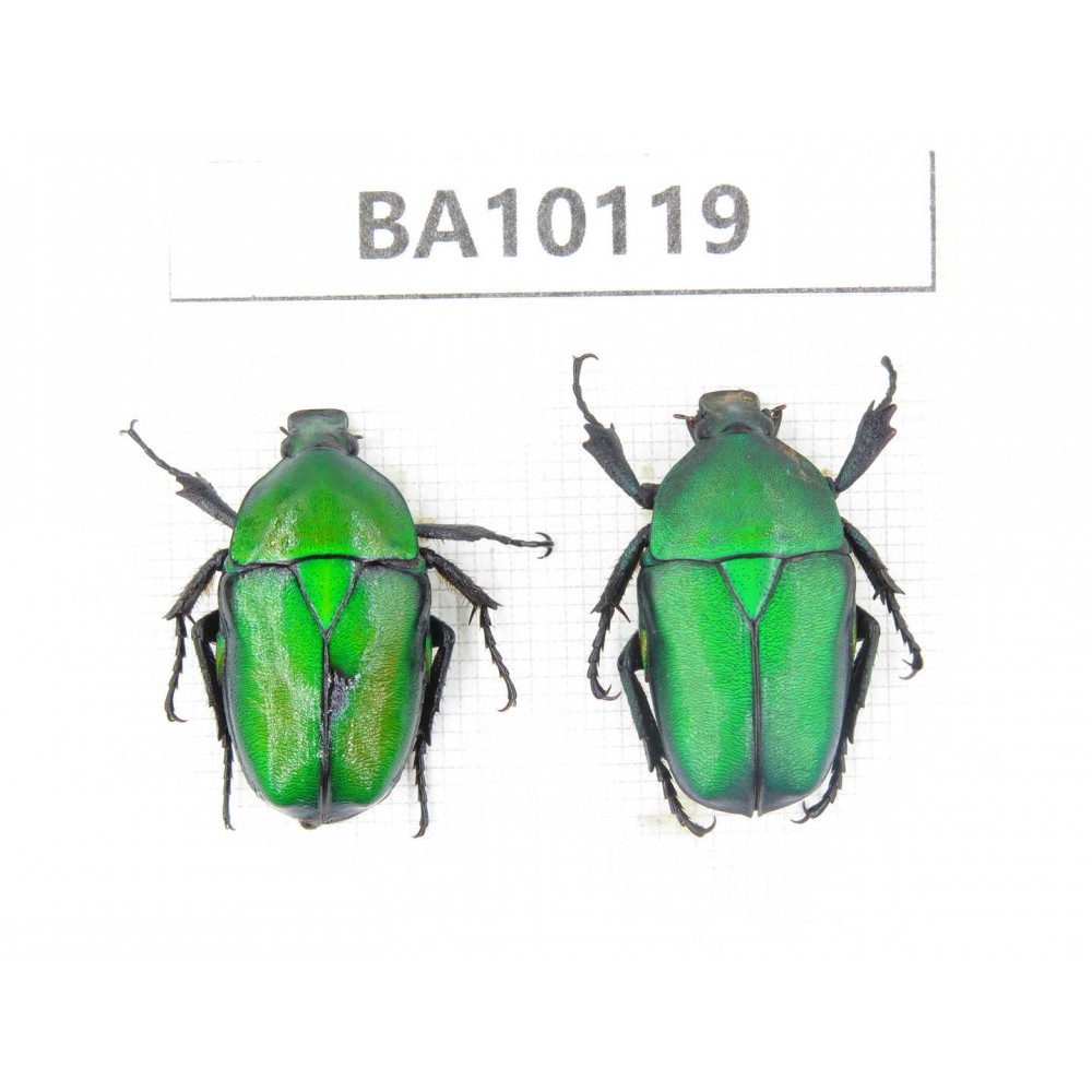Cetoniidae sp. China,  Guizhou, Tongren, Mt.Fanjingshan.2Pcs. BA10119.