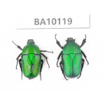 Cetoniidae sp. China,  Guizhou, Tongren, Mt.Fanjingshan.2Pcs. BA10119.