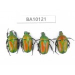 Cetoniidae sp. China,  Guizhou, Tongren, Mt.Fanjingshan.4Pcs. BA10121.