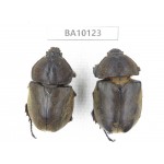 Trypoxylus dichotomus ssp. China, Guizhou, Tongren, Mt.Fanjingshan. 2F. BA10123.