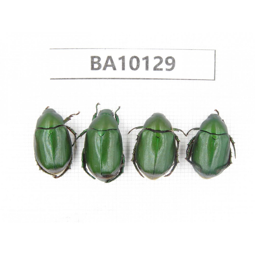 Rutelidae sp. China, Guizhou, Tongren, Mt.Fanjingshan. 4Pcs. BA10129.