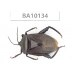Hemiptera sp. China, Guizhou, Tongren, Mt.Fanjingshan. 1Pcs. BA10134.