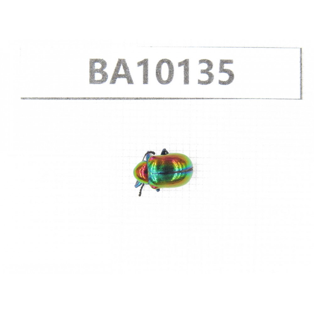 Chrysomelidae sp. China,  Guizhou, Tongren, Mt.Fanjingshan. 1Pcs. BA10135.