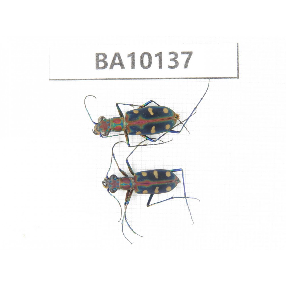 Cicindelidae sp. China, Guizhou, Tongren, Mt.Fanjingshan. 2Pcs. BA10137.