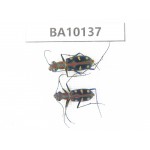 Cicindelidae sp. China, Guizhou, Tongren, Mt.Fanjingshan. 2Pcs. BA10137.