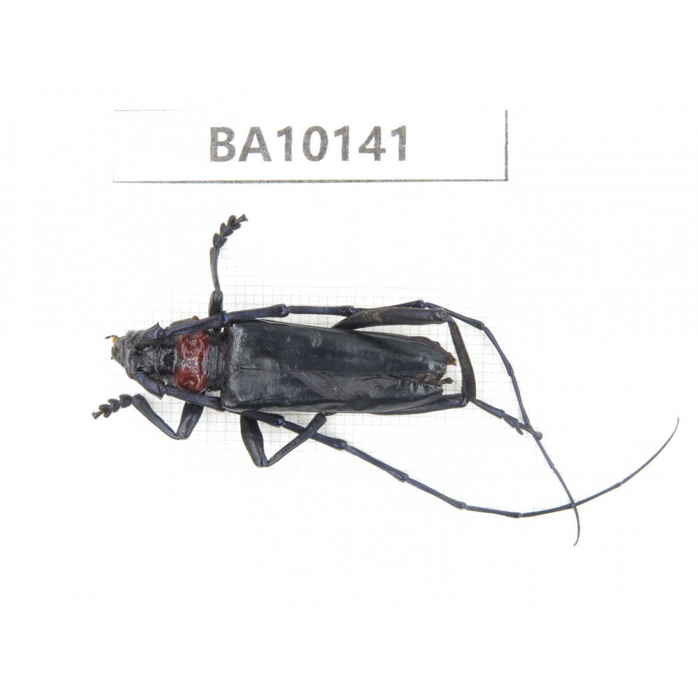 Cerambycidae sp. China, Guizhou, Tongren, Mt.Fanjingshan. 1Pcs. BA10141.