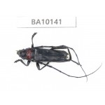 Cerambycidae sp. China, Guizhou, Tongren, Mt.Fanjingshan. 1Pcs. BA10141.