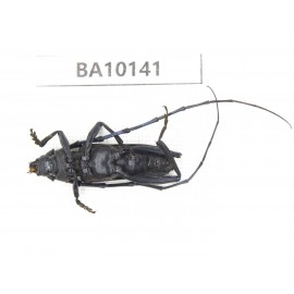 Cerambycidae sp. China, Guizhou, Tongren, Mt.Fanjingshan. 1Pcs. BA10141.