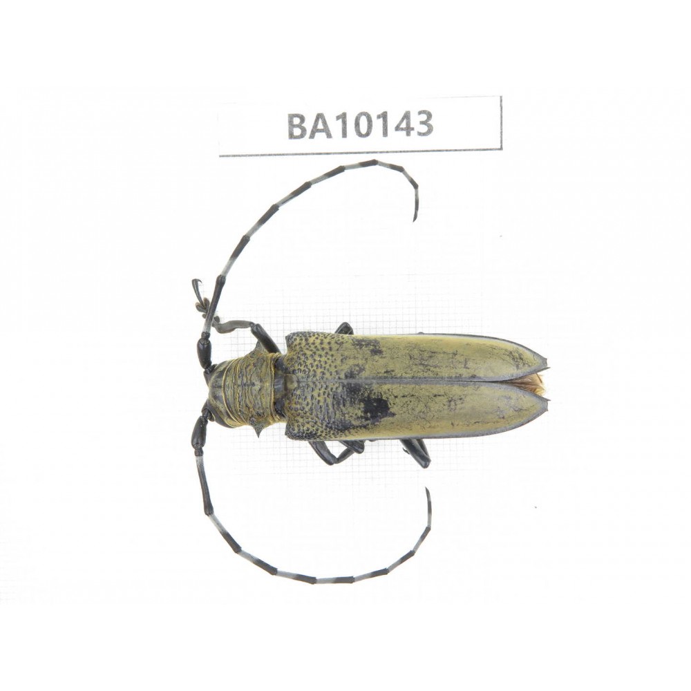 Cerambycidae sp. China, Guizhou, Tongren, Mt.Fanjingshan. 1Pcs. BA10143.