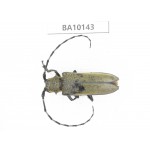 Cerambycidae sp. China, Guizhou, Tongren, Mt.Fanjingshan. 1Pcs. BA10143.
