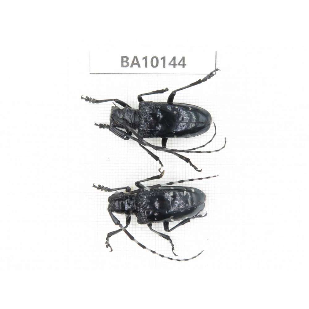 Cerambycidae sp. China, Guizhou, Tongren, Mt.Fanjingshan. 2Pcs. BA10144.