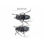 Cerambycidae sp. China, Guizhou, Tongren, Mt.Fanjingshan. 2Pcs. BA10144.