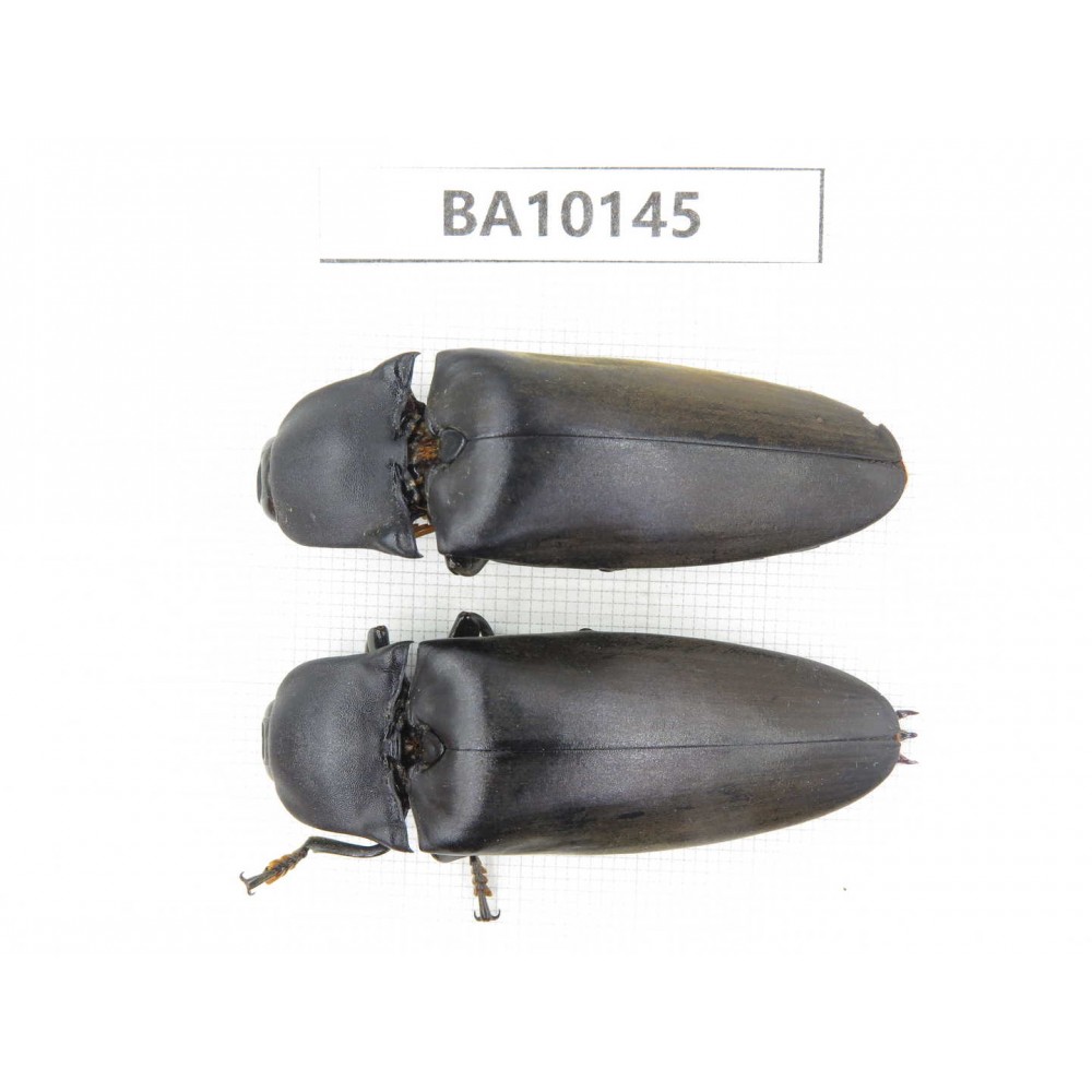 Elateridae sp. China, Guizhou, Tongren, Mt.Fanjingshan. 2Pcs. BA10145.